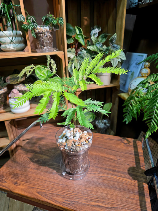Cojoba arborea 小豆樹