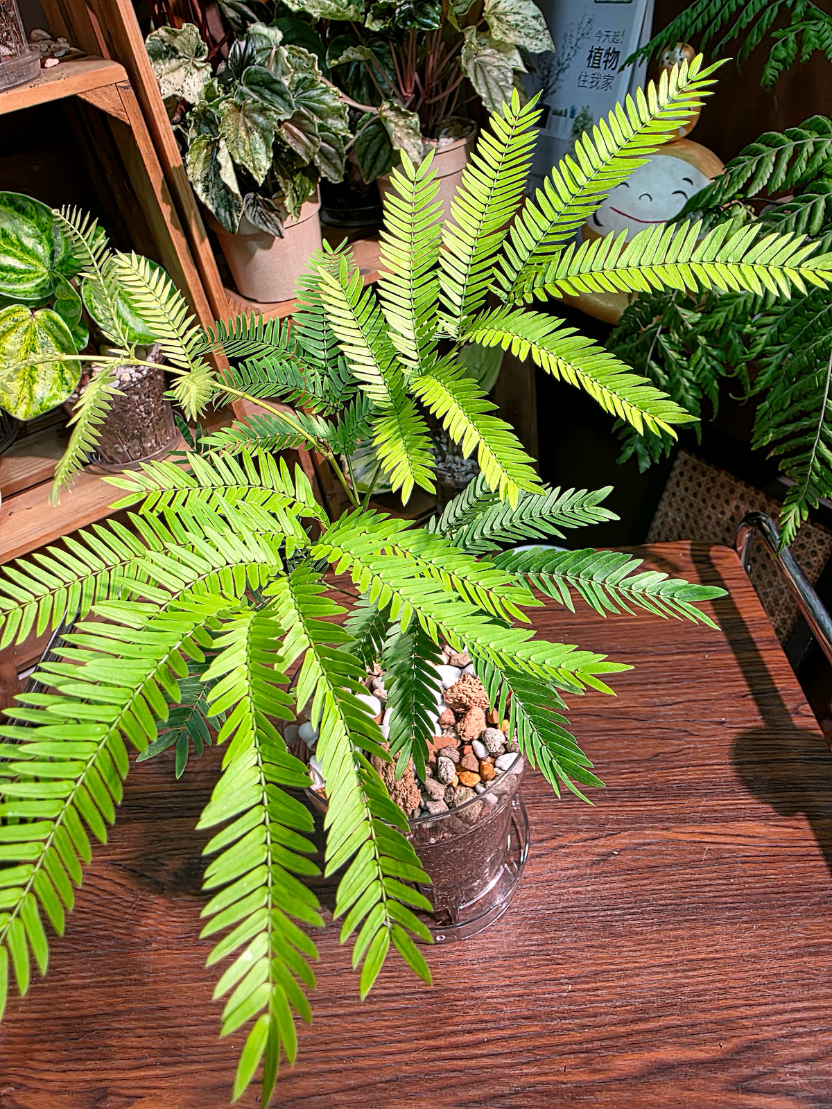 Cojoba arborea 小豆樹