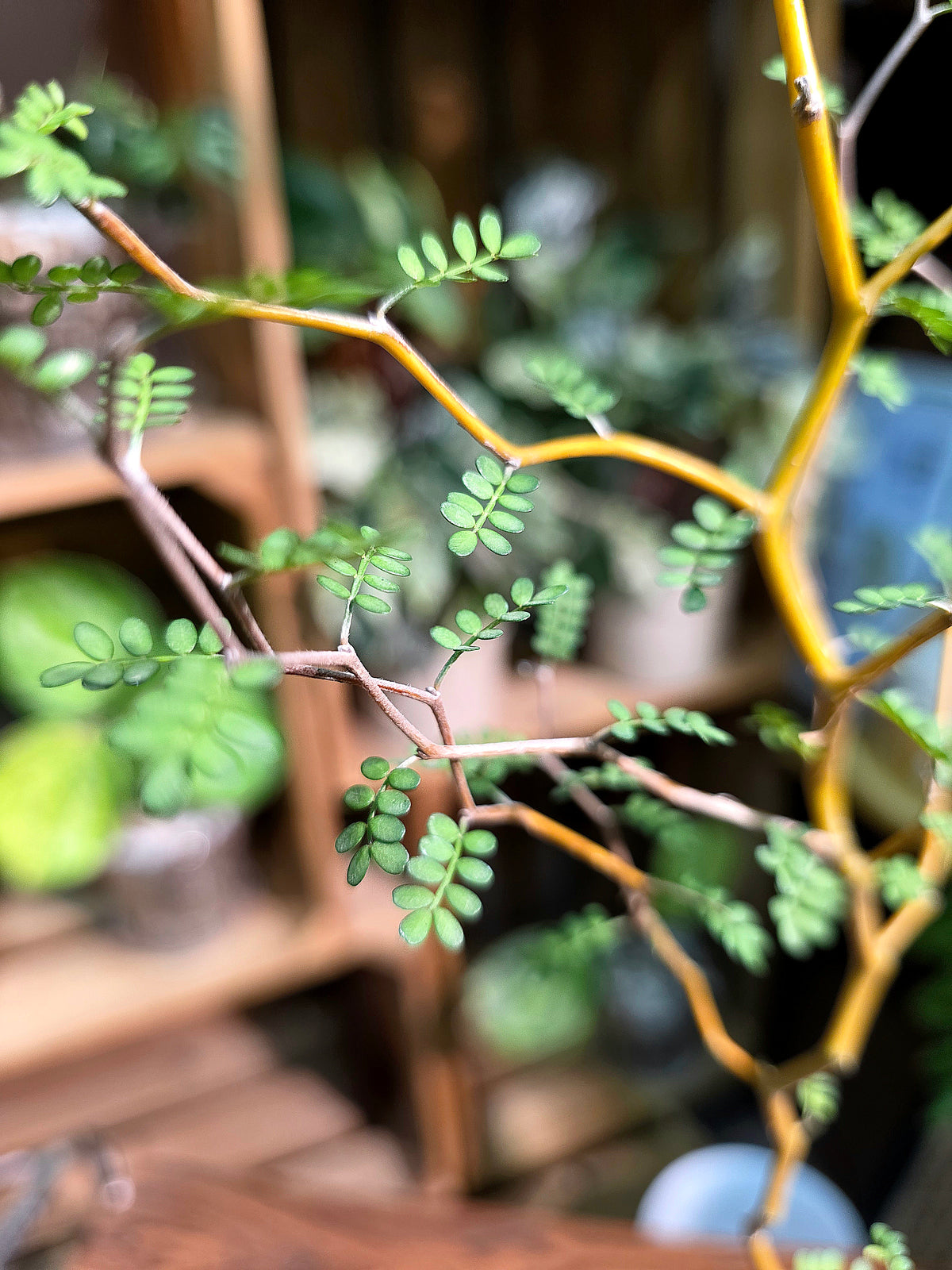 Sophora prostrata Fairy Tale Tree
