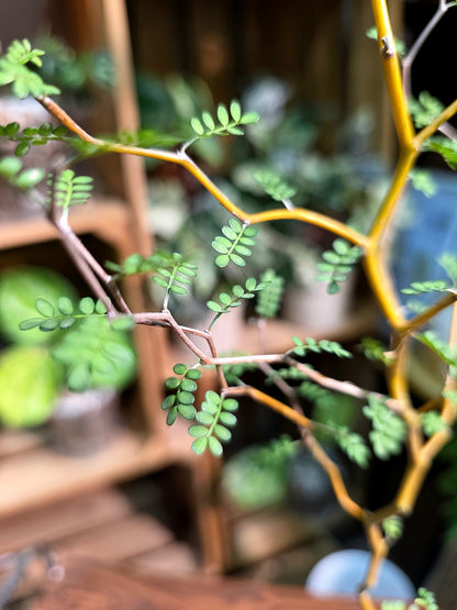 Sophora prostrata Fairy Tale Tree
