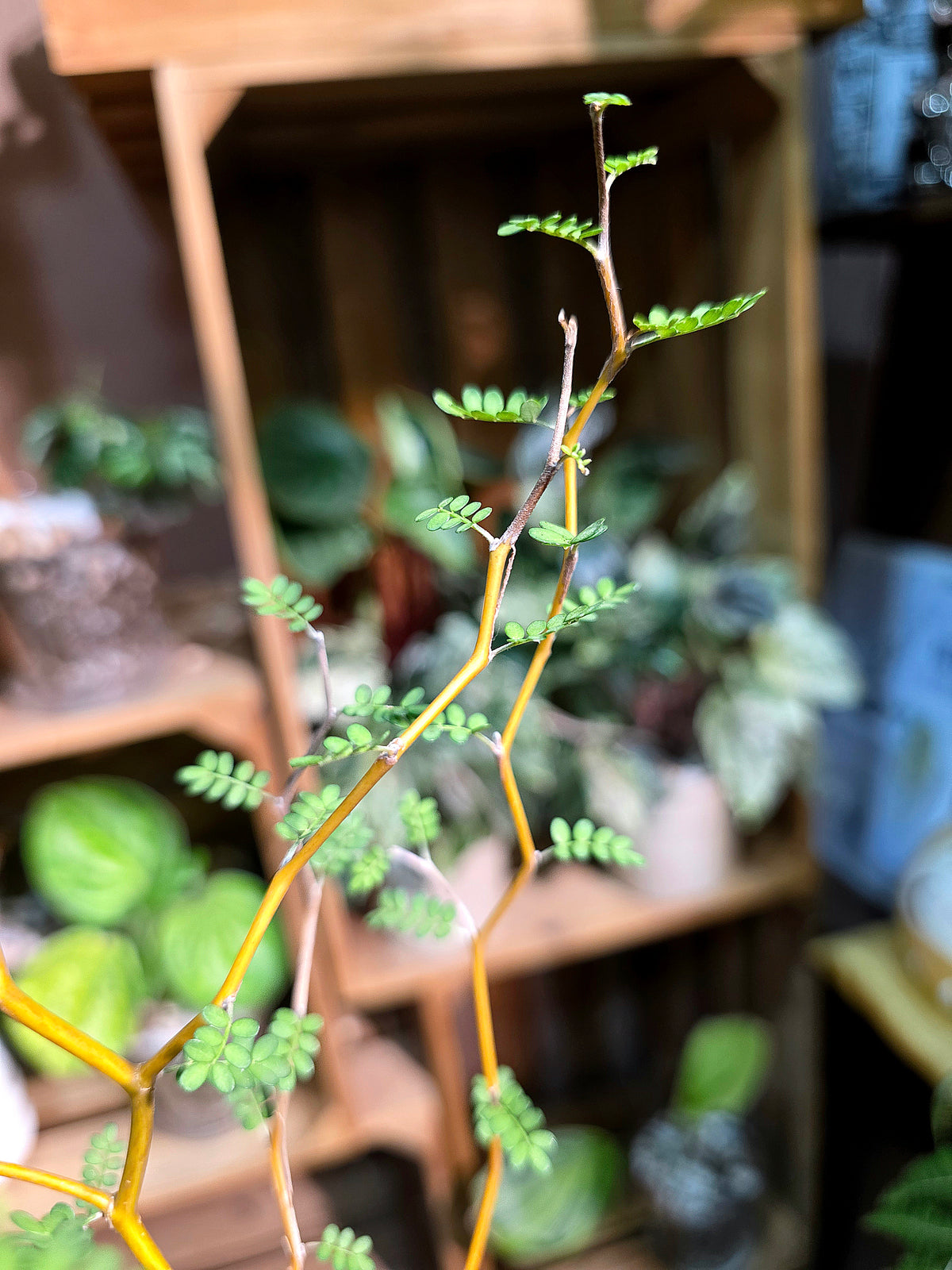 Sophora prostrata Fairy Tale Tree