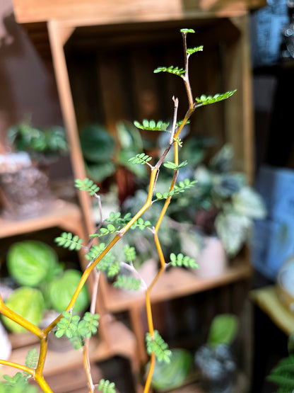 Sophora prostrata Fairy Tale Tree