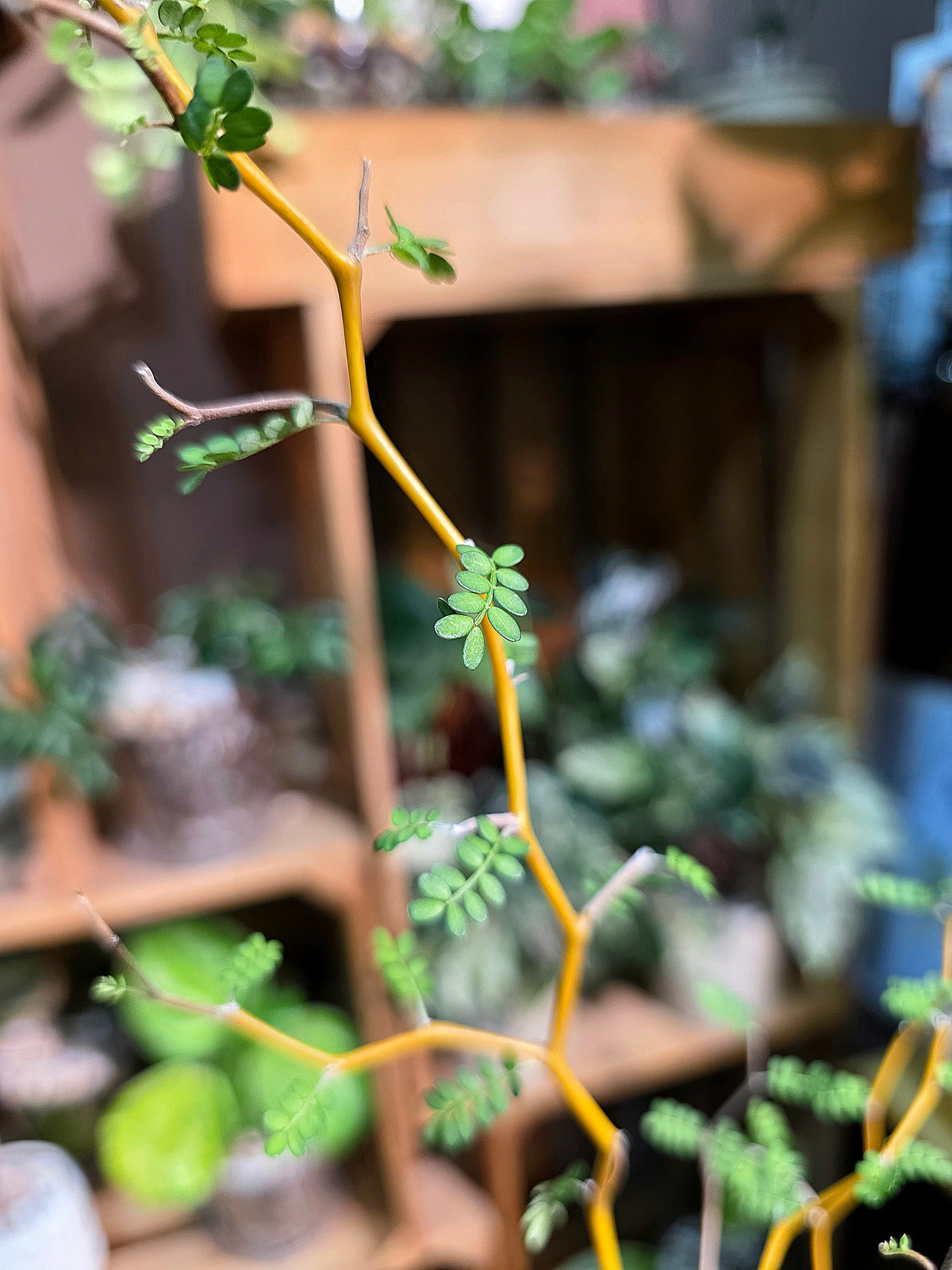 Sophora prostrata Fairy Tale Tree