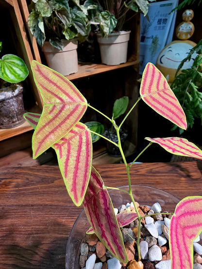 Christia vespertilionis butterfly plant