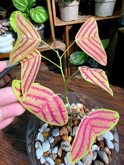 Christia vespertilionis butterfly plant