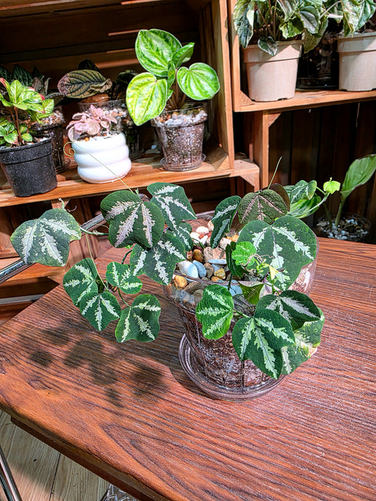 Passiflora trifascata 鵝掌西番蓮