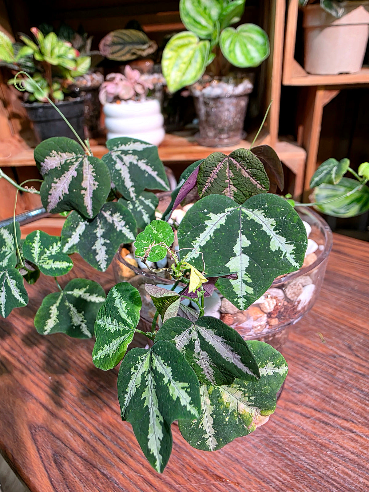 Passiflora trifascata (goosefoot passion flower)