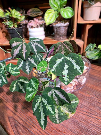 Passiflora trifascata (goosefoot passion flower)