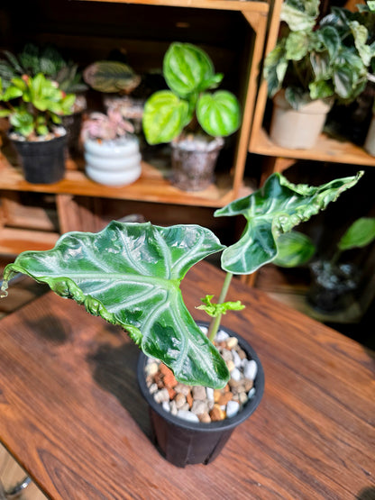 Alocasia Loco 洛克海芋