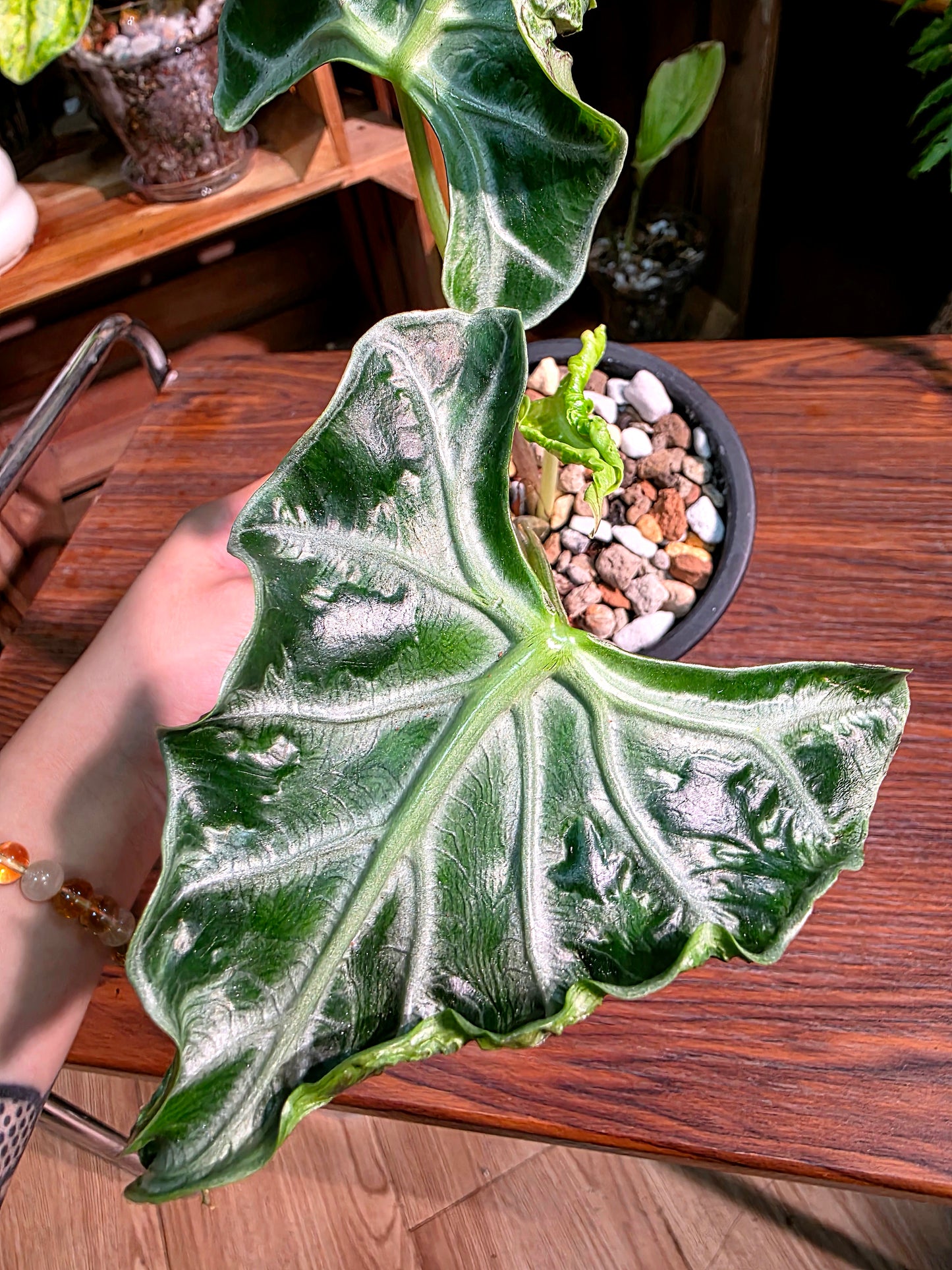 Alocasia Loco 洛克海芋