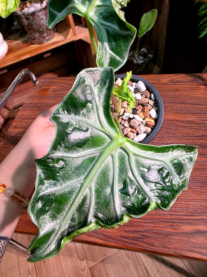 Alocasia Loco 洛克海芋