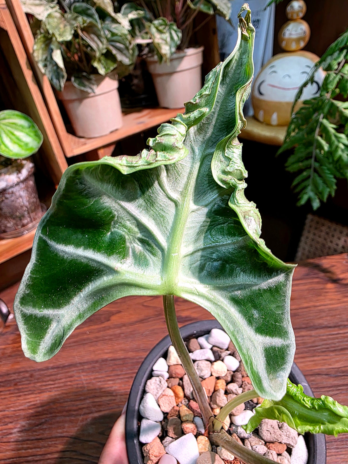 Alocasia Loco 洛克海芋