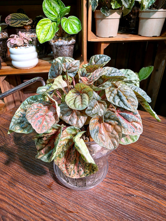 Peperomia caperata pink variegated QQ糖皺葉椒草