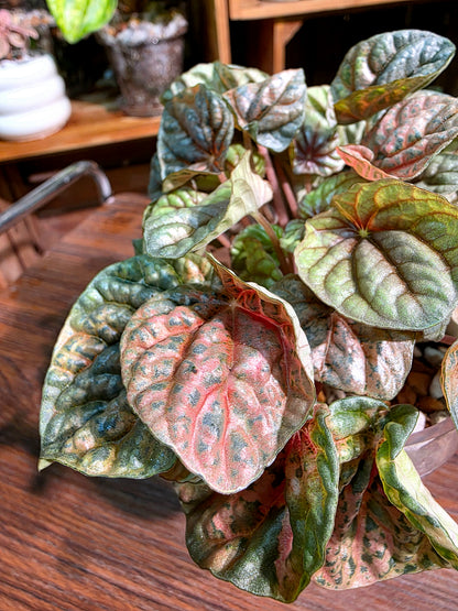 Peperomia caperata pink variegated QQ糖皺葉椒草