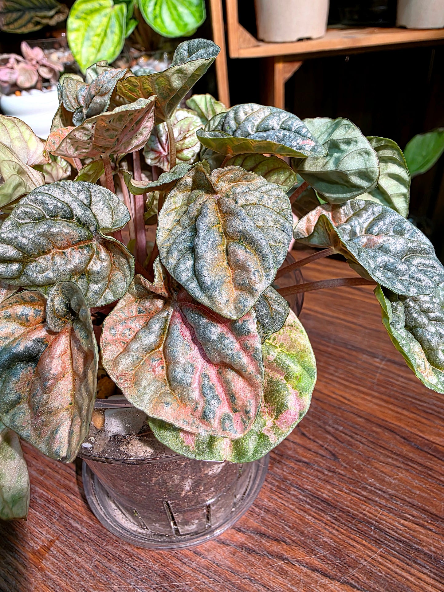 Peperomia caperata pink variegated QQ糖皺葉椒草