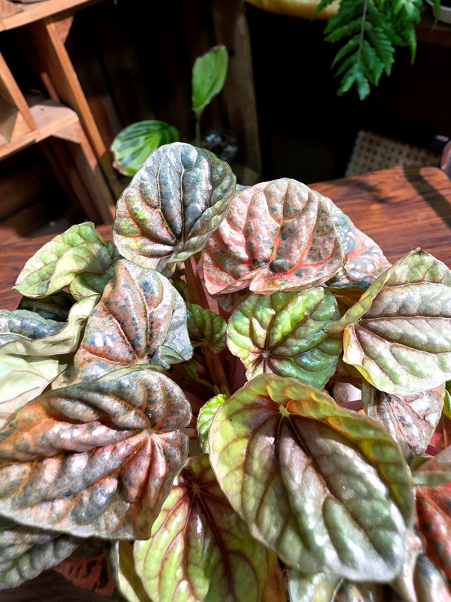 Peperomia caperata pink variegated QQ糖皺葉椒草