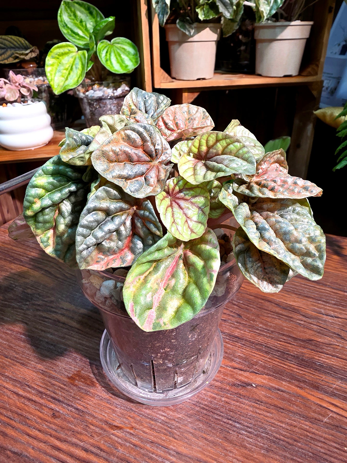 Peperomia caperata pink variegated QQ糖皺葉椒草