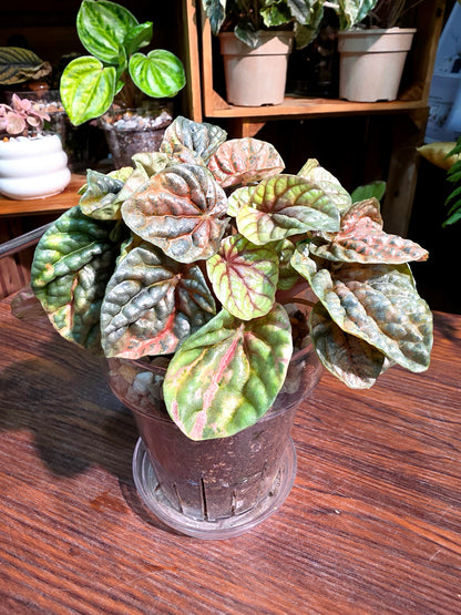 Peperomia caperata pink variegated QQ糖皺葉椒草