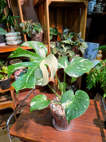 Monstera Thai Constellation