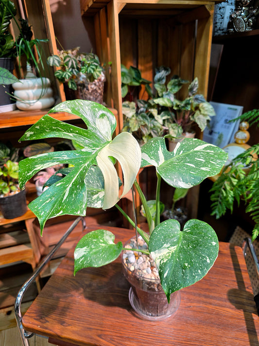 Monstera thai constellation 灑金龜背竹