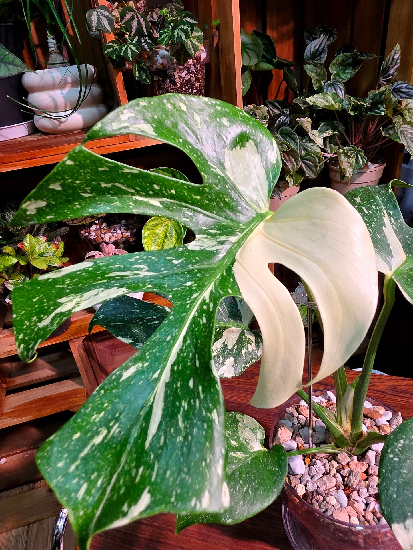 Monstera Thai Constellation