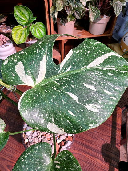Monstera Thai Constellation