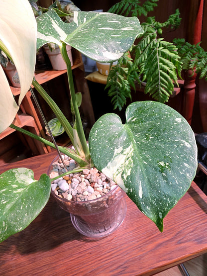 Monstera Thai Constellation