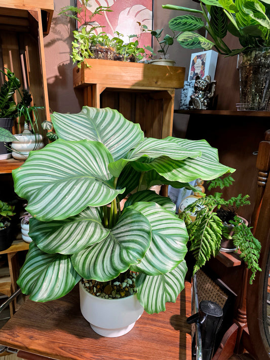 Calathea orbifolia 青蘋果竹芋