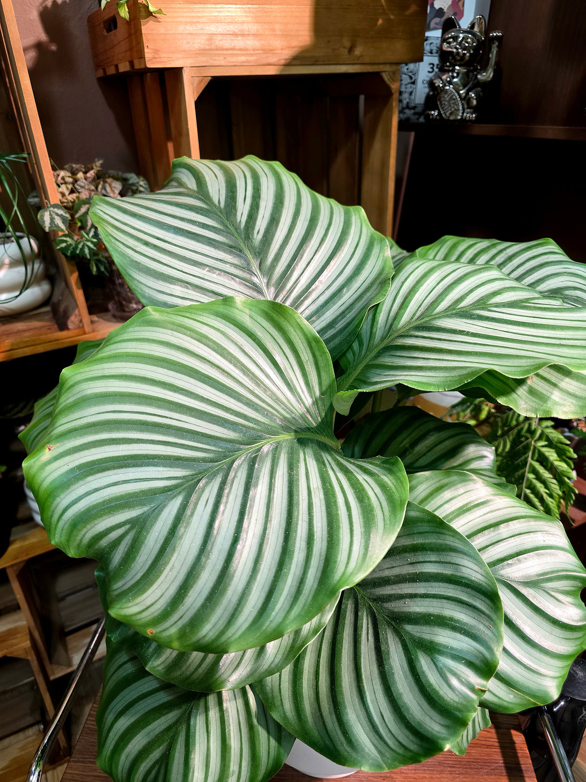 Calathea orbifolia