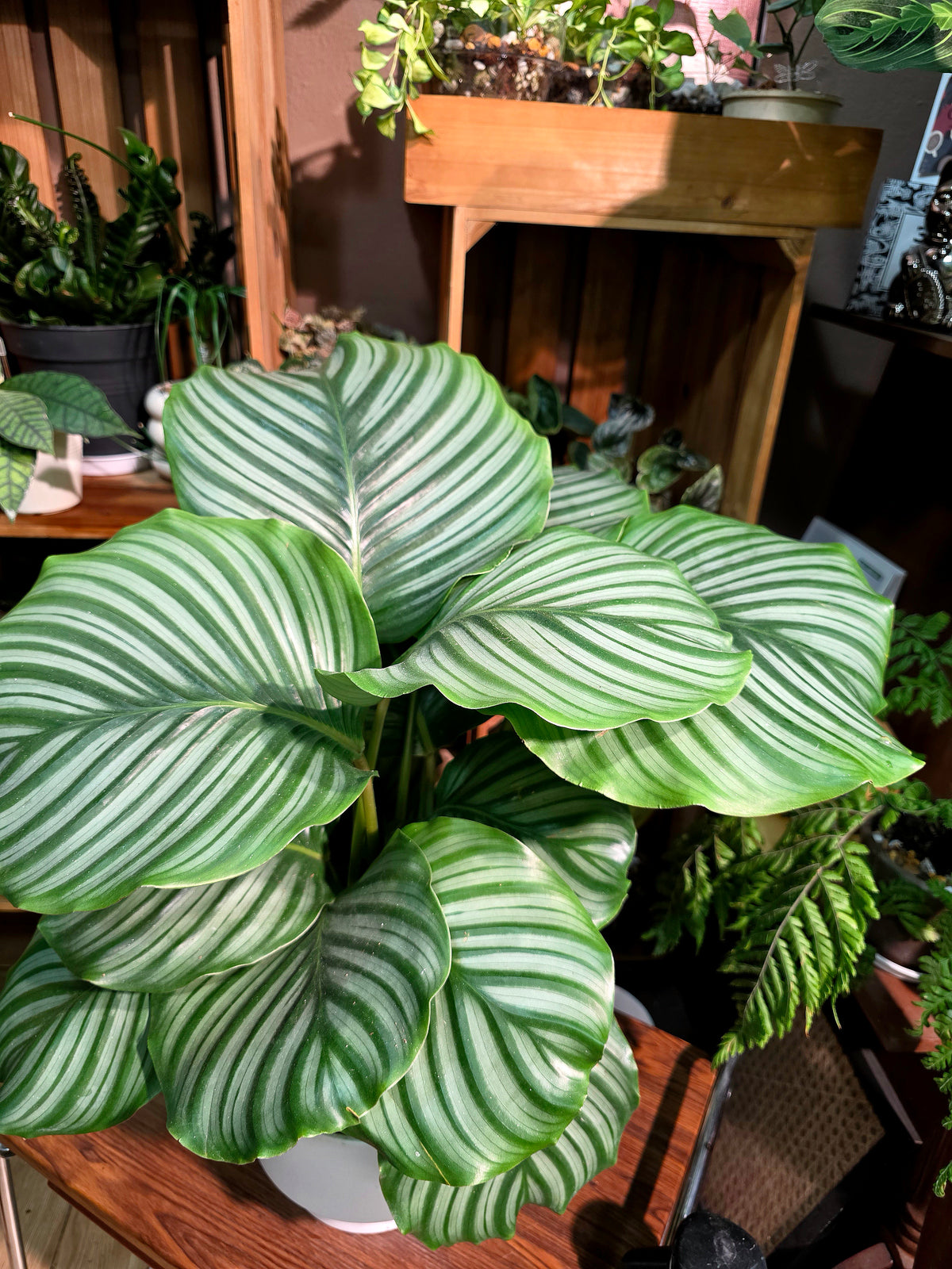 Calathea orbifolia