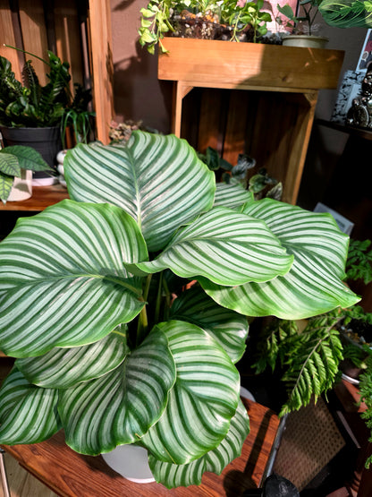 Calathea orbifolia
