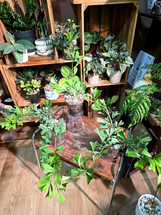 Schefflera emarginata 三角鵝掌柴
