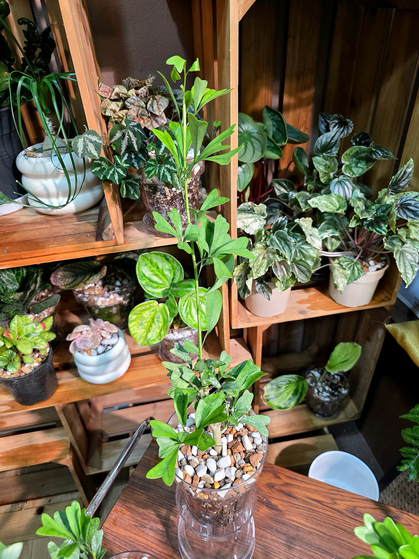 Schefflera emarginata