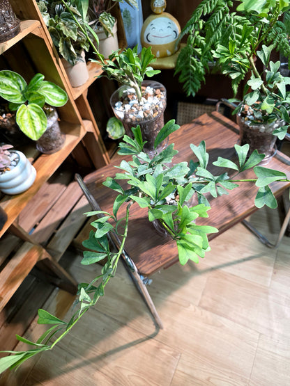 Schefflera emarginata