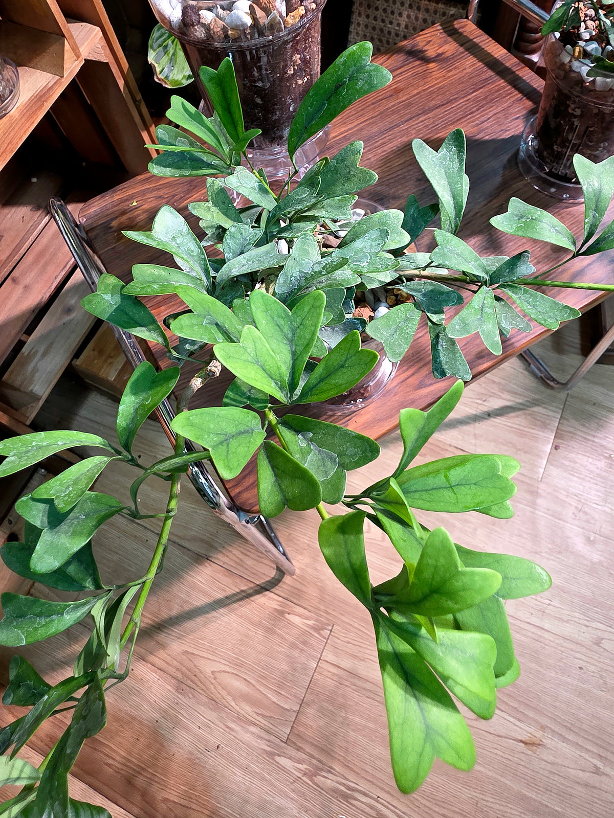 Schefflera emarginata