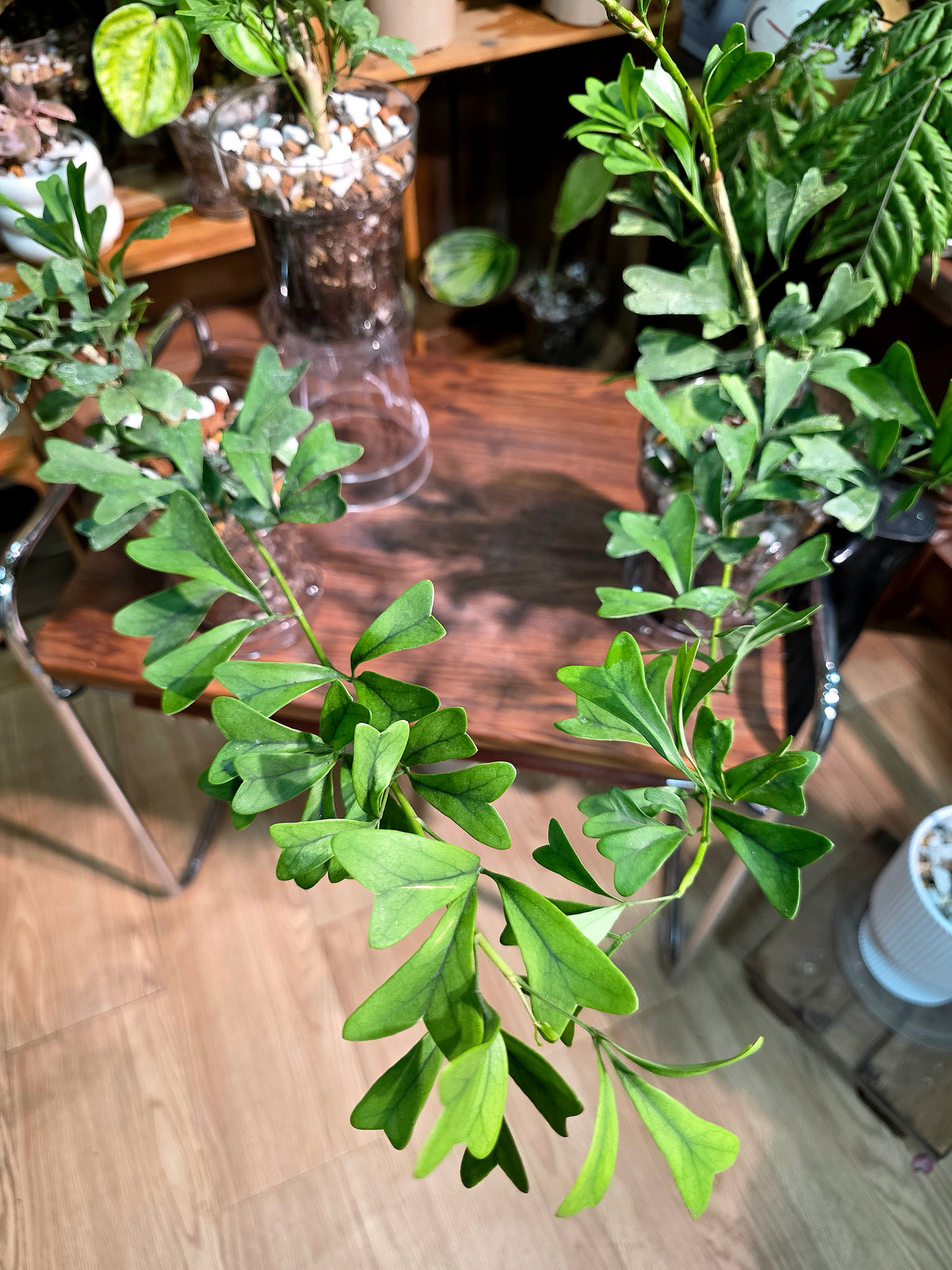 Schefflera emarginata
