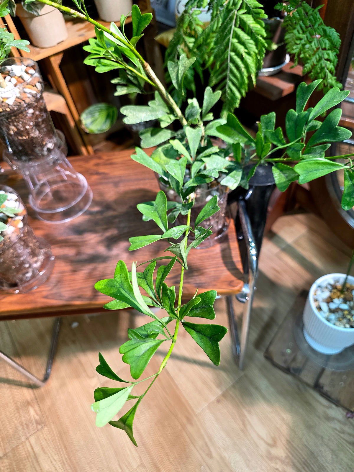 Schefflera emarginata