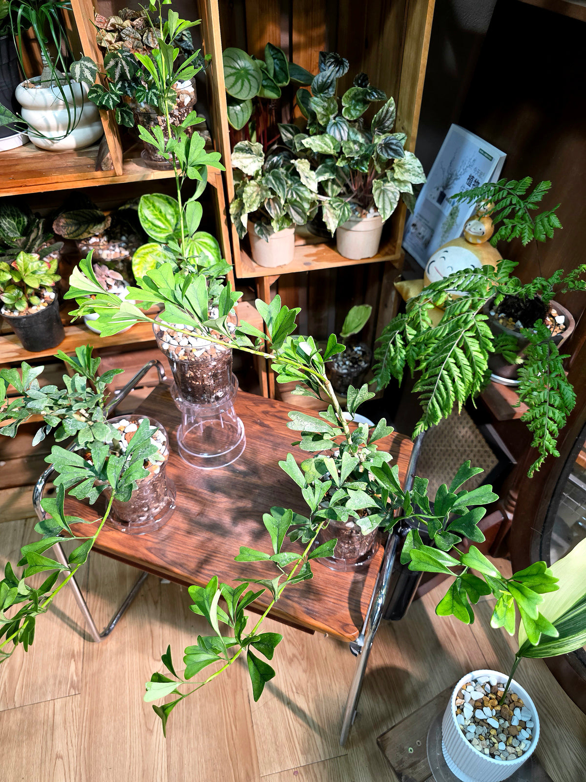 Schefflera emarginata