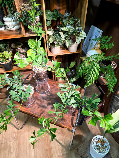 Schefflera emarginata