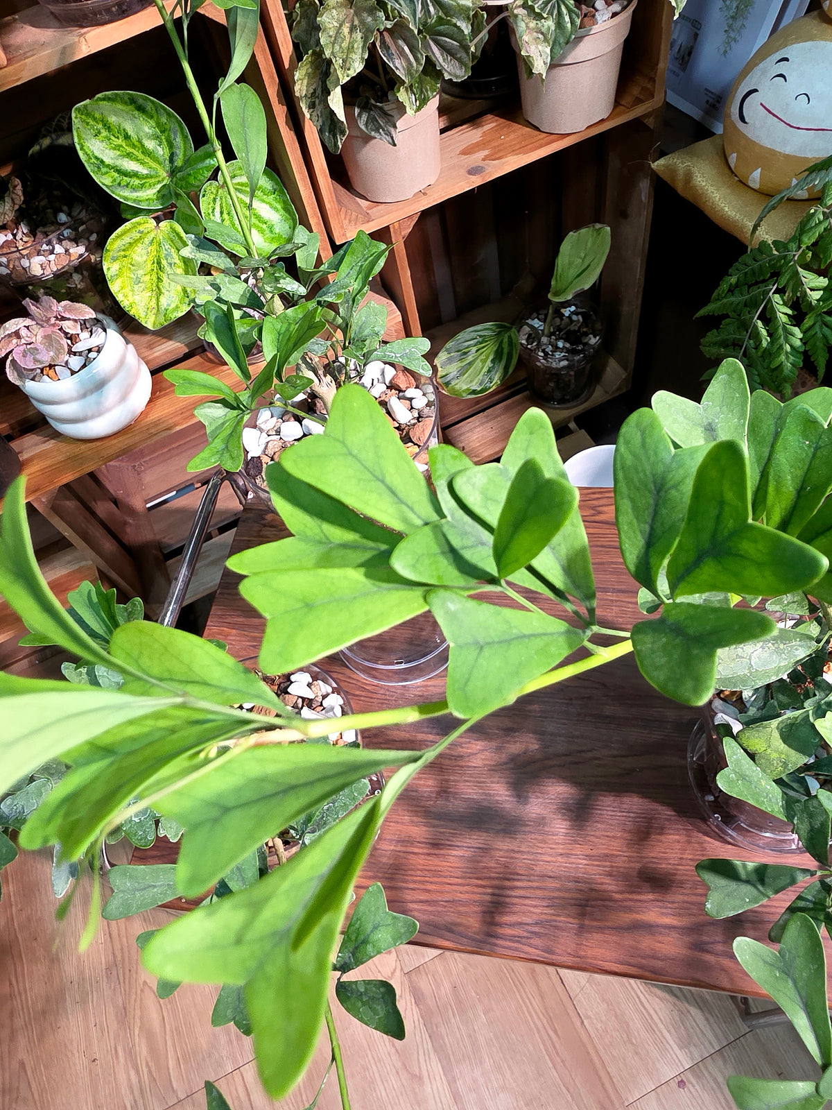 Schefflera emarginata