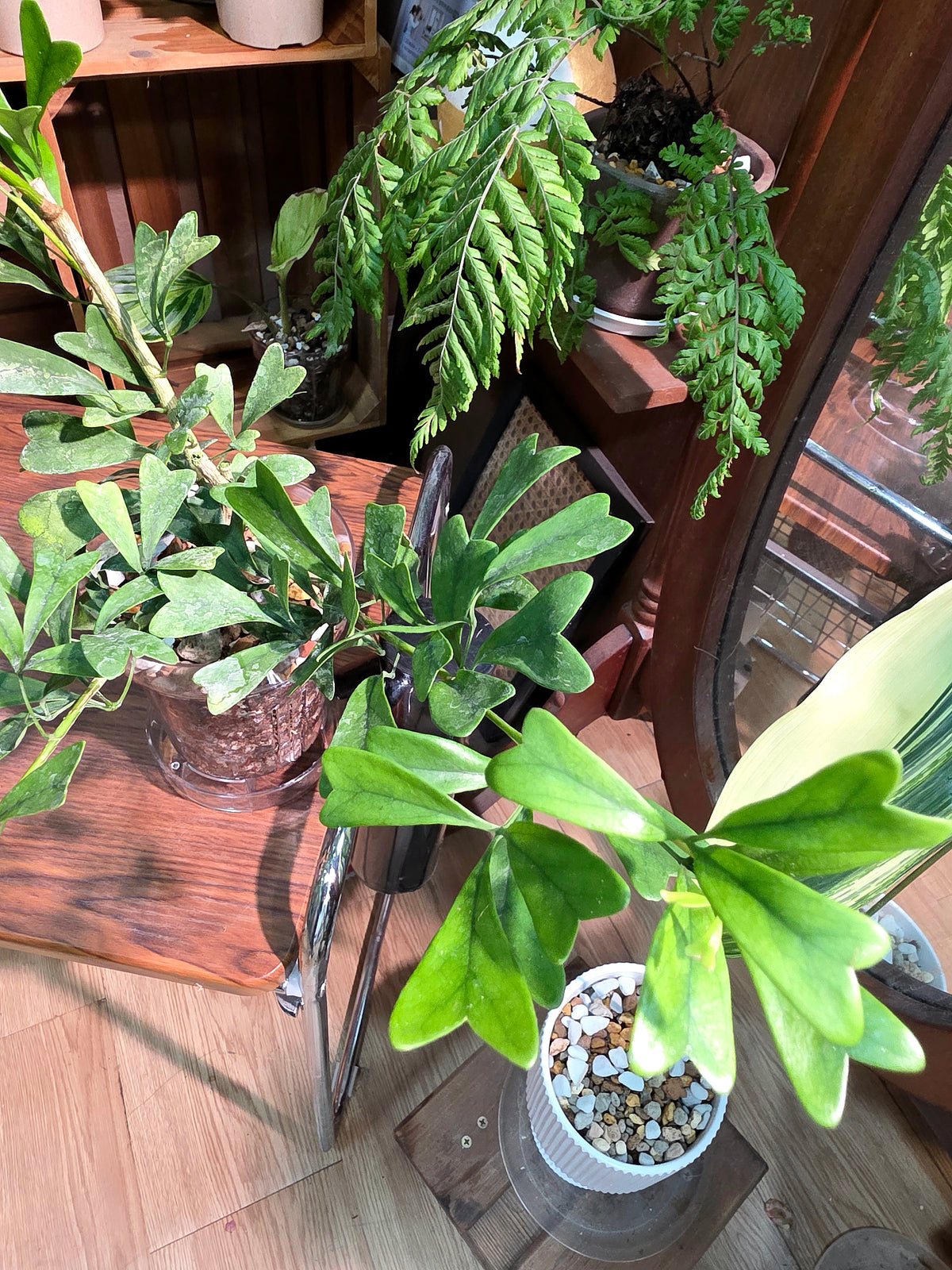Schefflera emarginata