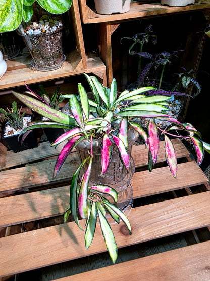 Hoya kentiana variegated 冰糖球蘭