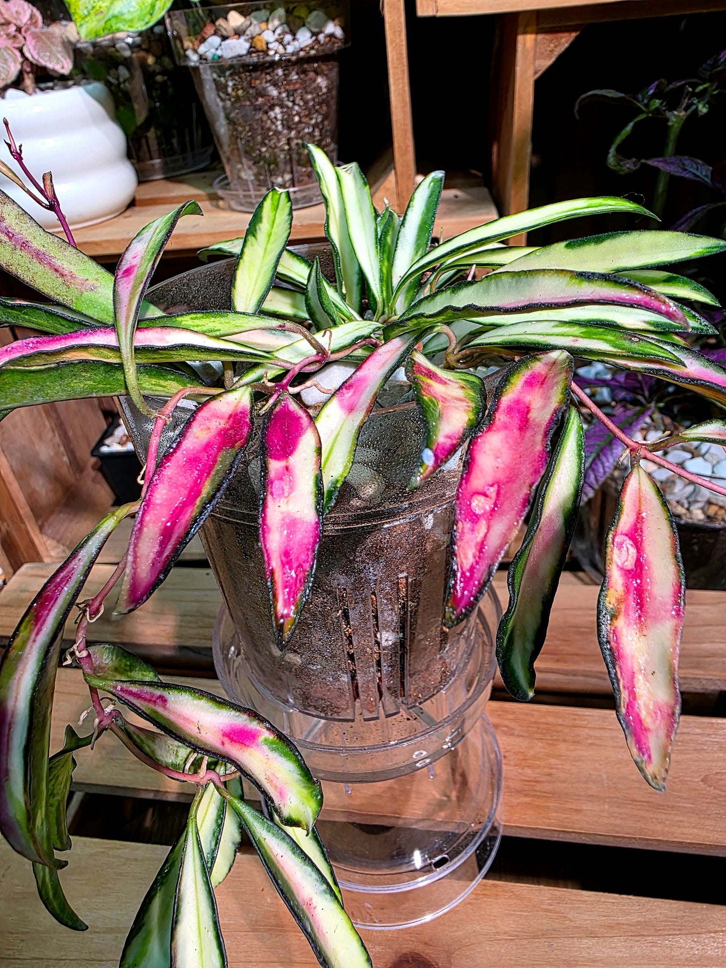 Hoya kentiana variegated 冰糖球蘭