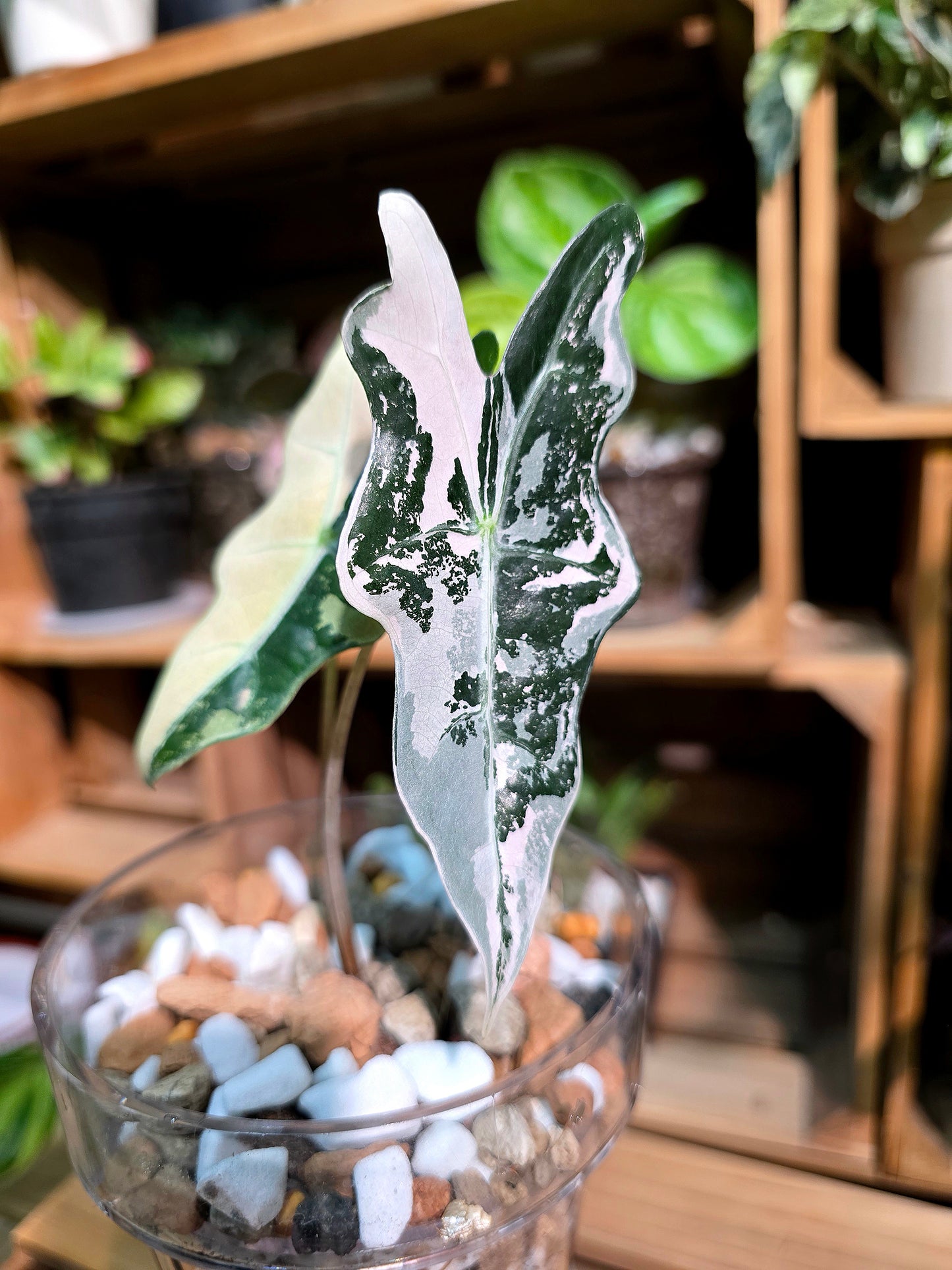 Alocasia nobilis pink variegated 粉斑諾比海芋