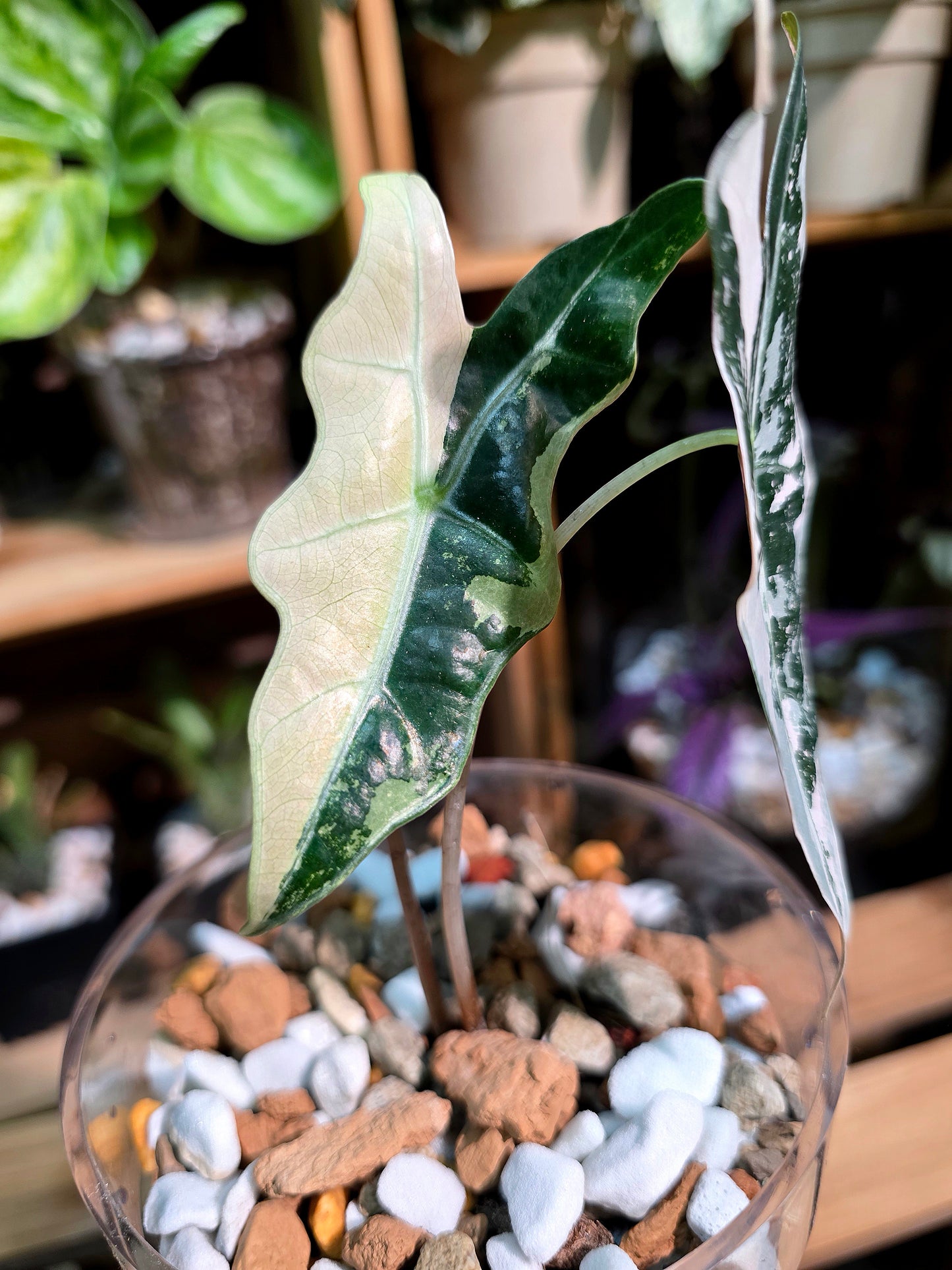 Alocasia nobilis pink variegated 粉斑諾比海芋