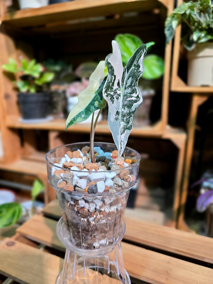 Alocasia nobilis pink variegated 粉斑諾比海芋