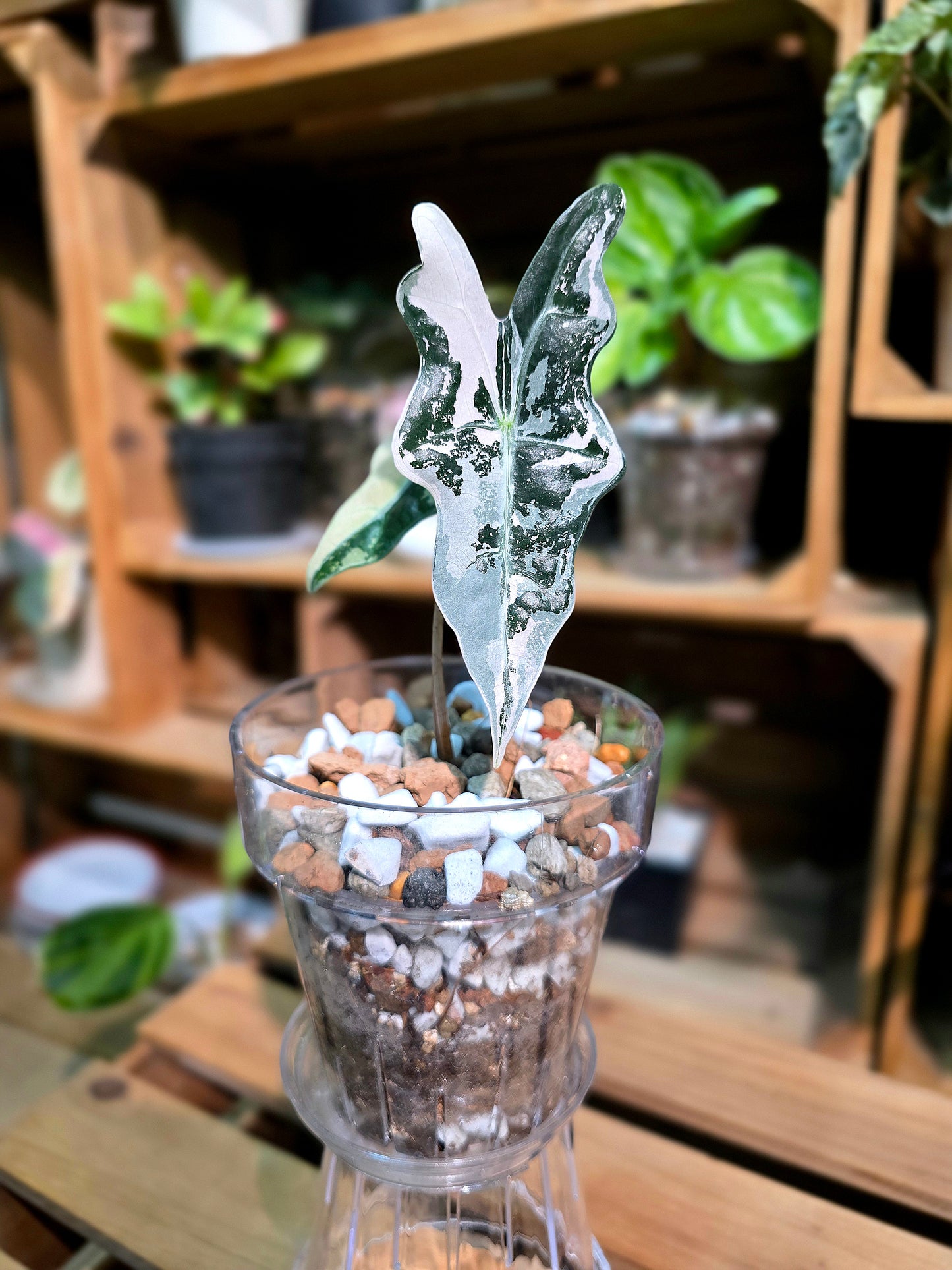 Alocasia nobilis pink variegated 粉斑諾比海芋