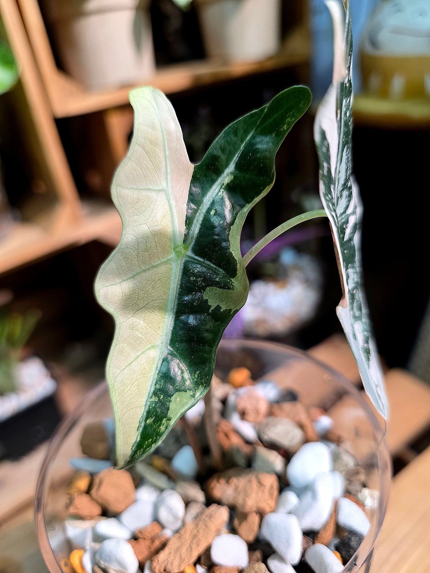Alocasia nobilis pink variegated 粉斑諾比海芋