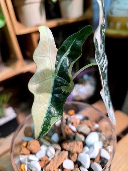 Alocasia nobilis pink variegated 粉斑諾比海芋