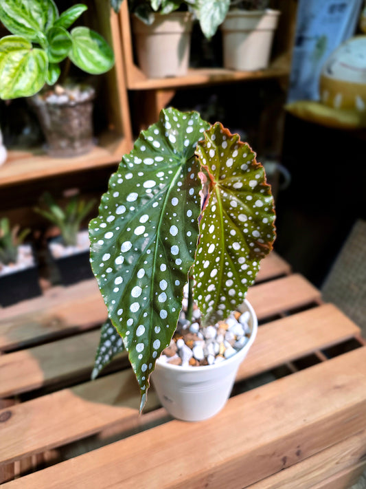 Begonia amelia 粉旗魚秋海棠